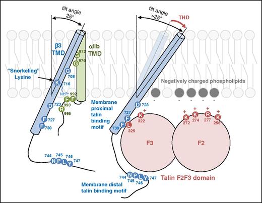 Figure 2. A model of talin-dependent integrin activation. The tilt angle of β3 TMD is maintained by the interaction between the positively charged end of K716 and negatively charged-phosphate head group. TMD packing interaction of integrin αIIb and β3 is mediated through glycine residues (G972, G976 in αIIb and G708 in β3) in the middle of the TMDs. The TMD interaction is also stabilized by electrostatic interaction between D723 and R995. The membrane distal region of β3 cytoplasmic tail interacts with talin through an NPXY motif, which is part of the primary talin-binding site. The membrane proximal region of β3 cytoplasmic tail interacts with talin via hydrophobic interaction between two Phe residues (F727 and F730) in β3 and L325 in talin. The positively charged residues (K322, K272, K274, R277, and K256) on the surface of talin can interact with lipid bilayer. Talin binding to the β3 membrane proximal region and lipid bilayer increases the tilt angle of β3 TMD thereby disrupting the helical packing interaction of the TMD leading to their rearrangement and resulting long range conformational change in the integrin. The amino acid residues of integrin αIIb (blue), β3 (green), and talin1 (red) are numbered.