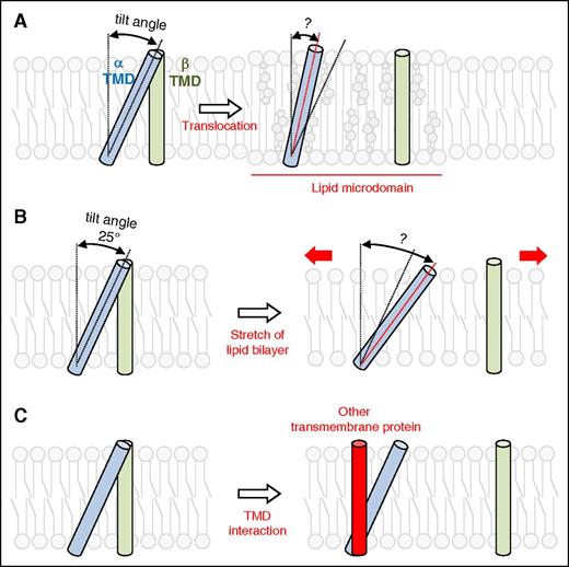 Figure 3. Hypothetical models of talin-independent integrin activation. (A) Translocation of integrins to lipid microdomains, distinct regions of the plasma membrane enriched in cholesterols and unsaturated lipids, can change the tilt angle of β3 TMD and disrupt the TMD interaction. (B) Stretch of lipid bilayer may change the properties of lipid bilayers, leading to the change in TMD tilt angle and disruption of the α-β TMD interaction. (C) When one of TMDs in the integrin molecule interacts with other TMDs, the α-β TMD interaction in the integrin can be disrupted. The disrupted α-β TMD interactions can then activate integrins.