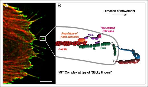 Figure 4. The MRL protein-integrin-talin (MIT) complex forms the molecular basis of sticky fingers that direct cell migration. RIAM and its paralogue, lamellipodin, are the mammalian MRL proteins. (A) The MIT complex, visualized by bimolecular fluorescence complementation (green) between RIAM and integrin αIIbβ3, is enriched at the tips of growing actin filaments (red) in protruding regions of migrating cells. (B) Schematic representation of the MIT complex at the tips of sticky fingers. The N terminus of the MRL protein (RIAM or Lamellipodin) binds talin, thereby enabling its recruitment to the integrin to induce activation. The C terminus of MRL proteins increases processive actin polymerization in part by recruiting ENA/VASP and activators of the ARP2/3 complex to drive the rapid translocation of the integrins. Together, these 2 biochemical functions of the MRL proteins result in the formation of the sticky fingers at the cell edge that direct protrusion during cell migration. Scale bar: 5 μm. Adapted from Lagarrigue et al.111