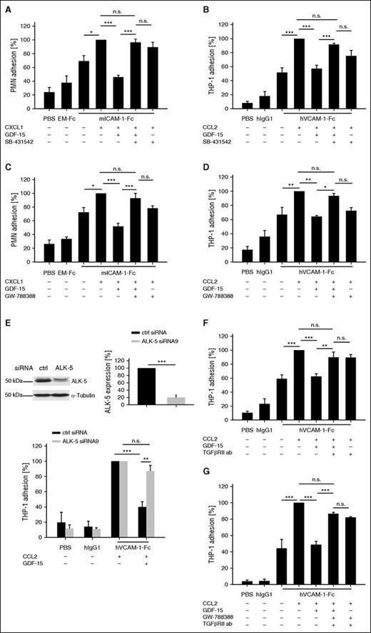 Figure 1. Interfering with ALK-5 and TGF-βRII abolishes the inhibitory effect of GDF-15 on myeloid cell adhesion. PMNs (A,C) or THP-1 cells (B,D-G) were pre-incubated with the inhibitors SB-431542 (1 μM) (A-B) or GW-788388 (200 nM) (C-D), or 50 μg/mL anti–hTGF-βRII blocking antibody or control antibody (F), or GW-788388 (200 nM) in combination with 50 μg/mL anti–hTGF-βRII blocking antibody, or control antibody (G) for 10 minutes followed by 20 minutes preincubation with hGDF-15 (100 ng/mL) at 37°C. Where indicated, CXCL1 or CCL2 was added for 1 minute. Subsequently, cells were allowed to bind to immobilized mouse ICAM-1-Fc or mouse EM-Fc (A,C), or to hVCAM-1-Fc or control hIgG1 (B,D,F-G). (E) THP-1 cells were treated with ctrl siRNA or ALK-5 siRNA (as indicated) for 3 days. Resulting expression levels of ALK-5 were analyzed by immunoblotting, and quantification is shown beside. Adhesion of siRNA-treated THP-1 cells to immobilized VCAM-1-Fc or hIgG1 was analyzed as for (B,D,F-G). Experiments were done 4- to 9-times and for each adhesion assay 6 wells were analyzed per condition. Data are shown as mean ± standard error of the mean (SEM). *P < .05; **P < .01; ***P < .001. ab, antibody; ctrl, control; h, human; m, mouse; n.s., not significant.