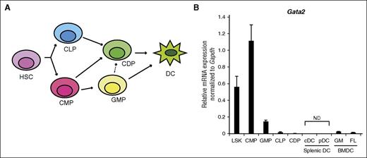 Figure 1. Analysis of Gata2 expression in hematopoietic progenitors and DCs. (A) DC differentiation pathway in mice. (B) Relative levels of Gata2 mRNA in Lin−Sca-1+Kit+ cells (lin−IL-7Rα−c-kithiSca-1hi), CMPs (lin−IL-7Rα−c-kithiSca-1−FcγRII/IIIintCD34+), GMPs (lin−IL-7Rα−c-kithiSca-1−FcγRII/IIIhiCD34+), CLPs (lin−IL-7Rα+c-kitintSca-1int), CDPs (lin−IL-7Rα−c-kitint∼loFLT3+M-CSFR+CD11c−), cDCs (B220−CD11chi), pDCs (B220+CD11clo), and BM-DCs (FLT3-l–induced DCs and GM-CSF–induced DCs) generated in vitro in the presence of FLT3-L or GM-CSF, respectively. Values are presented relative to those of Gapdh mRNA. Data represent the averages of 3 independent experiments and are expressed as means ± SDs. ND, not detectable.