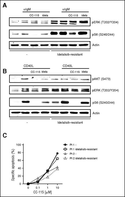 Figure 4. Idelalisib-resistant CLL cells are sensitive to CC-115 treatment. (A) CLL cells obtained from a patient clinically sensitive to idelalisib (−) and CLL cells obtained after the patient became resistant to idelalisib (idelalisib-resistant) were pretreated with 1 µM CC-115 or 1 µM idelalisib and stimulated with αIgM for 20 minutes. Protein lysates were probed for pS6 (S240/244), pERK (T202/204), and actin as loading control. (B) CLL cells obtained from a patient clinically sensitive to idelalisib (−) and CLL cells obtained after the patient became resistant to idelalisib (idelalisib-resistant) were cultured on CD40L-expressing fibroblast in the presence or absence of 1 µM CC-115 or idelalisib for 24 hours. Protein lysates were probed for pAKT (S473), pERK (T202/204), pS6 (S240/244), and actin as loading control. (C) CLL cells from 2 patients that became resistant to idelalisib (idelalisib-resistant) and samples that response to idelalisib treatment (−) were incubated with 0. 1 to 10 μM CC-115 for 48 hours. Viability was assessed by DiOC6/PI staining, and specific apoptosis was calculated.