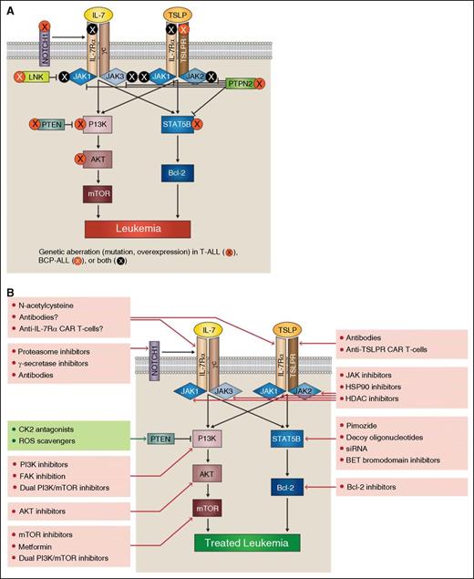 Figure 1. IL-7Rα pathway mutations provide potential targets for acute lymphoblastic leukemia therapy. In both T-ALL and BCP-ALL, mutations can occur at many points within the IL-7Rα signaling pathways (A). Aberrant signaling through these pathways offers multiple potential therapeutic targets (B).