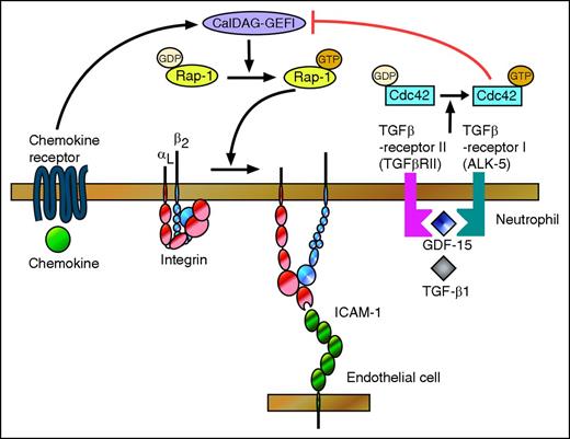 Signals transmitted through chemokine receptors on rolling neutrophils activate the GTPase Rap-1, in part through CalDAG-GEFI. GTP-bound Rap-1 acts through effectors to convert integrin αLβ2 to an extended, high-affinity conformation, which mediates neutrophil arrest by binding ICAM-1 on endothelial cells. Artz et al demonstrate that TGF-β1 and the distantly related GDF-15 transmit signals through TGF-β–receptor heterodimers, which activate the GTPase Cdc42. GTP-bound Cdc42 inhibits activation of Rap-1, likely by interfering with CalDAG-GEFI. Cdc42, cell division protein 42; GDP, guanosine diphosphate. Illustration by Tadayuki Yago.