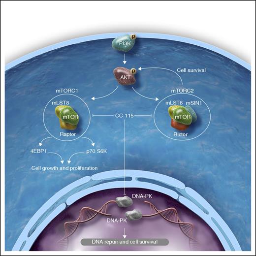 Model for CC-115 mechanism of action: schematic representing proposed mechanism by which CC-115 induces cytotoxicity in CLL tumor cells. mTOR is a highly conserved serine/threonine kinase downstream of PI3K/AKT that forms multimolecular complexes with key functions in cell growth, proliferation, and survival. The mTOR kinase can complex with Raptor (regulatory-associated protein of mTOR) to form mTORC1, or with Rictor (rapamycin-insensitive companion of mTOR) to form mTORC2. Once phosphorylated by the upstream PI3K/AKT kinases, mTORC1 activates its downstream effectors (eg, 4EBP1, p70S6K1) to stimulate protein synthesis and cell cycle entry. mTORC2 acts upstream of mTORC1 by inducing phosphorylation of AKT on serine 473, which creates a positive feedback loop that contributes to cell survival. The survival signal mediated by mTORC2 is thought to account for the resistance to mTORC1 inhibitors (ie, rapamycin and its analogs). In contrast, CC-115 inhibits both mTORC1 and mTORC2, and leads to growth arrest and apoptosis. Furthermore, CC-115 inhibits NHEJ DNA repair by preventing the recruitment of DNA-PK to DSB. This causes persistence of DNA damage and cell death. Professional illustration by Somersault18:24.