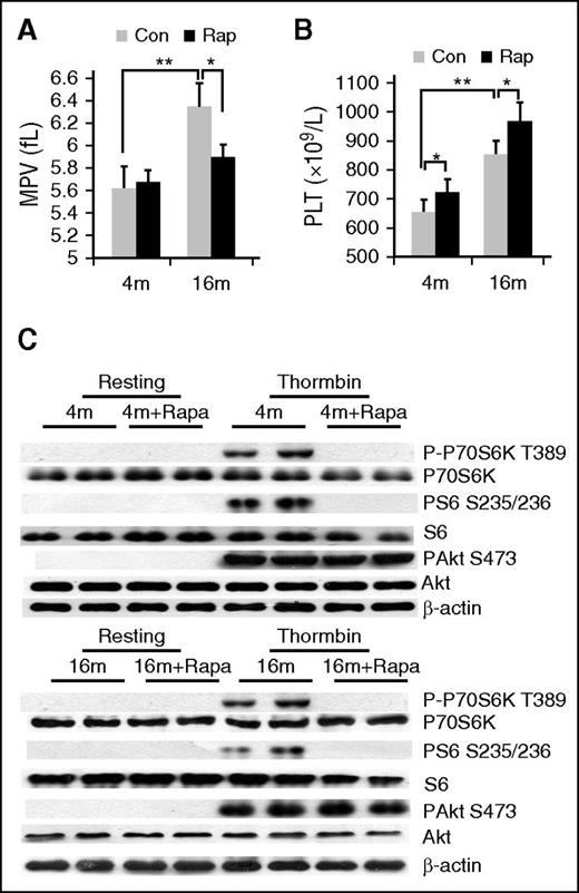 Figure 3. Rapamycin suppresses age-associated elevation of MPV in mice. (A) Complete blood count analysis of 4- or 16-month-old mice treated with rapamycin (1.5 mg/kg per day) for 2 months. (A) MPV and (B) platelet counts are shown (n = 10). Values represent means ± SEM; *P < .05; **P < .01. (C) Western blot analysis of platelets from mice described in panel A for mTORC1 (P-S6, P-P70S6K) activity.