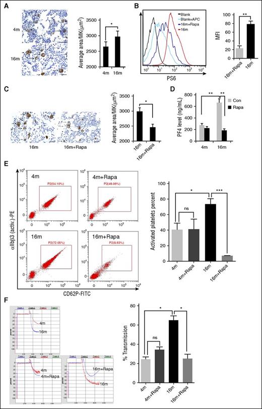 Figure 4. Inhibition of mTORC1 suppresses age-associated elevation of MK size and platelet activation in mice. (A) VWF immunohistochemistry (IHC) staining of femur bone sections from 4- or 16-month-old mice. Bar represents 100 μm. Quantification of MK sizes (average area per MK) is illustrated (n = 10). Values represent means ± SEM; *P < .05. (B) FACS analysis of MKs from 16-month-old mice treated with rapamycin (1.5 mg/kg per day) for 2 months for mTORC1 activity (P-S6) (n = 10). MFI values are presented as means ± SEM; **P < .01. (C) VWF IHC staining of femur bone sections from 16-month-old mice treated with rapamycin (1.5 mg/kg per day) for 2 months (n = 10). Bar represents 100 μm. Quantification of average area per MK is illustrated. *P < .05. (D) PF4 enzyme-linked immunosorbent assay (ELISA) analysis of plasma from 4- or 16-month-old mice treated with rapamycin (1.5 mg/kg per day) for 2 months (n = 10). Values represent means ± SEM; **P < .01. (E) FACS analysis of platelets incubated with 0.2 U/mL thrombin for 15 minutes at room temperature from mice described in panel D for platelet integrin αIIbβ3 activation and quantification illustrated (n = 10). Values represent means ± SEM; *P < .05; ***P < .001. (F) Adenosine 5′-diphosphate–induced (20 μM) platelet aggregation in platelet-rich plasma from mice described in panel D (n = 10). Values represent means ± SEM; *P < .05.