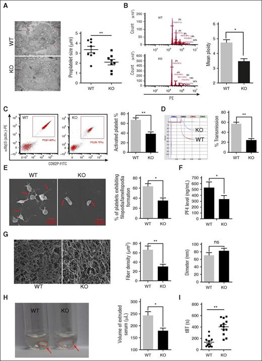 Figure 6. Deletion of mTORC1 suppresses MK differentiation and platelet function. (A) Ultrastructure and proplatelet formation of MKs from 12-month-old Raptor KO and WT mice (n = 8). Values represent means ± SEM; **P < .01. (B) Ploidy formation of 12-month-old WT and Raptor KO mice (n = 8). Values represent means ± SEM; *P < .05. (C) FACS analysis of platelets incubated with 0.2 U/mL thrombin for 15 minutes at room temperature from mice described in panel A for platelet integrin αIIbβ3 activation and quantification illustrated (n = 8). Values represent means ± SEM; **P < .01. Adenosine 5′-diphosphate–induced (20 μM) platelet aggregation in PRP (D) and thrombin-induced (0.2 U/mL) platelet spreading analysis (E) from mice described in panel A (n = 8). Values represent means ± SEM; **P < .01; *P < .05. (F) PF4 ELISA analysis of plasma from 12-month-old WT and Raptor KO mice. Values represent means ± SEM; *P < .05. WT and Raptor KO mice were subjected to fibrin formation (G) and clot formation (H) assays (n = 5). Values represent means ± SEM; **P < .01; *P < .05. (I) Tail bleeding time (tBT) analysis of WT and Raptor KO mice (n = 10). Values represent means ± SEM; **P < .01.