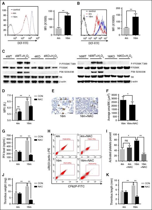 Figure 7. H2 O2 contributes to mTORC1-dependent platelet activation during aging. FACS analysis of platelets (A) and MKs (B) from 4- or 16-month-old mice for intracellular H2O2 levels (n = 10). MFI values represent means ± SEM; **P < .01. (C) Western blot analysis of mouse platelets from 4- and 16-month-old WT or Raptor KO mice stimulated with 50 μM H2O2 for 30 minutes for mTORC1 activity. (D) Complete blood count analysis of 4- and 16-month-old mice administered NAC for 2 months (n = 10). MPV and platelets are shown. Values represent means ± SEM; *P < .05; **P < .01. (E) VWF IHC staining of femur bone sections from mice described in panel D. (F) Quantification of MK size is illustrated. Values represent means ± SEM; *P < .05. (G) PF4 ELISA analysis of plasma from mice described in panel D. Values represent means ± SEM; **P < .01. FACS analysis (H) of platelets incubated with 0.2 U/mL thrombin for 15 minutes at room temperature from mice described in panel D for integrin αIIbβ3 activation (n = 10) and quantification (I) illustrated. Values represent means ± SEM; *P < .05; **P < .01. Weights (J) and lengths (K) of thrombi that developed in the IVC 48 hours after ligation were measured in 4- and 16-month-old mice administered NAC for 2 months (n = 6). Values represent means ± SE; **P < .01.