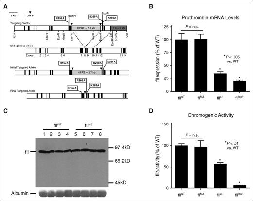 Figure 1. Alteration of the endogenous fII allele to limit activation to meizothrombin. (A) This map demonstrates the targeting vector used to alter the endogenous fII allele as well as a map of the endogenous allele. Incorporation of the targeting vector by homologous recombination targeting vector was confirmed in germline-competent mice by PCR. After transmission of the targeted allele by the chimeric animals, mice were crossed with CMV-Cre animals to remove the HPRT cassette, with the final targeted allele as illustrated. Loss of the HPRT cassette was also confirmed by PCR. (B) Liver fII mRNA levels in fIIWT and fIIMZ animals were assessed using qPCR. No significant difference in fII RNA levels was detected between the 2 genotypes. In contrast, significant decreases, as expected, were noted in fII+/− and fIIlox/− animals (n = 6 in all cohorts). (C) Plasma from both fIIMZ and fIIWT mice was assayed for fII antigen levels via western blot. No difference in fII levels between fIIWT and fIIMZ animals was appreciable on the immunoblot. (D) Chromogenic fIIa activity from both fIIWT and fIIMZ plasma was assayed after activation with ecarin. There was no significant difference in plasma fIIa activity derived from either fIIMZ or fIIWT animals (n = 7 in both cohorts). The expected decrease in fIIa activity in both fII+/− and fIIlox/− (n = 4 in both cohorts) was readily detectable.