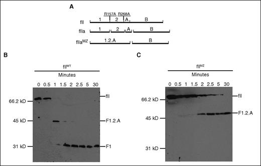 Figure 2. Evaluation of activation and activity of fIIMZ. (A) Schematic of prothrombin cleavage sites. An antibody was used that targets the N-terminus of prothrombin, and the immunoblot was performed under reducing conditions. Therefore, an activation event resulting in meizothrombin would result in a product including fragment 1.2 (F1.2) and the A chain (F1.2.A). Upon further cleavage to α-thrombin, fragments F1 and F2 are released from the A chain. (B-C) Activation of prothrombin was determined in both fIIWT and fIIMZ animals. Hemostatic factor activation was initiated with thromboplastin in plasma from fIIWT (B) and fIIMZ (C) animals. Aliquots were taken at specified time points and assayed via immunoblot for fII and products of fII activation. Although no remaining detectable fII or fragment 1.2.A is present in the fIIWT samples beyond 2 minutes, prothrombin from the fIIMZ animals remains at F1.2.A (representing meizothrombin) throughout the time period assayed. No further conversion/degradation was detected.