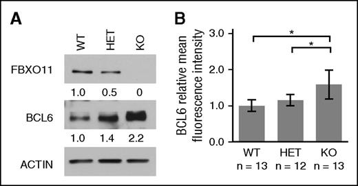 Figure 3. FBXO11 deletion increases BCL6 protein levels in vivo. (A) Immunoblot analysis of FBXO11, BCL6, and actin in GC B cells isolated from spleens of FBXO11+/+-Cγ1cretg/+ (WT), FBXO11fl/+-Cγ1cretg/+ (HET), and FBXO11fl/fl-Cγ1cretg/+ (KO) mice. Protein expression levels were quantitated by densitometric analysis, normalized to actin, and fold changes are displayed relatively to WT. (B) Average BCL6 mean fluorescence intensity measured by flow cytometry analysis and displayed as fold change relative to WT mice. n = number of analyzed mice, average ± SD; *P < .05 (1-way ANOVA).