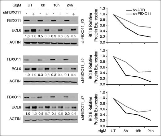 Figure 4. FBXO11 silencing impairs downregulation of BCL6 upon IgM treatment. Immunoblot analysis of FBXO11, BCL6, and actin protein expression in a Burkitt lymphoma cell line (Daudi) treated with IgM in the presence or absence of FBXO11 expression. Three different shRNAs (#2, top; #5, middle; #7, bottom) were used to silence FBXO11 expression. Data were quantitated by densitometric analysis, normalized to actin levels, and graphed relative to untreated cells (right). A representative experiment is displayed out of 2 to 3 independent assays that were performed for each shFBXO11.