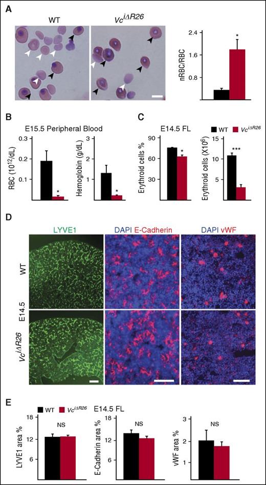 Figure 2. Vegfc deletion at E7.5 leads to anemia; FL sinusoidal vasculature or hepatocytes are not affected. (A) Representative microscopic images of Wright-Giemsa–stained PB smears from E15.5 embryos and quantification of the ratio of nucleated red blood cells (RBCs)/enucleated RBCs (n = 4-8 per group; mean ± SEM; *P < .05). Bar represents 10 μm. (B) PB erythrocyte and hemoglobin analysis of E15.5 VciΔR26 embryos (n = 3-4 per group, mean ± SEM; *P < .05; ***P < .001). (C) Flow cytometric analysis of FLs. Note a decrease of erythroid cells (Ter-119+CD45−) in VciΔR26 and WT FLs (n = 4-5 per group; mean ± SEM; *P < .05). (D-E) Staining and quantification of LYVE1+ sinusoidal ECs, E-cadherin+ hepatocytes, and von Willebrand factor (vWF)+ megakaryocytes (n = 3 per group; mean ± SEM; P > .05). Bar represents 200 μm.