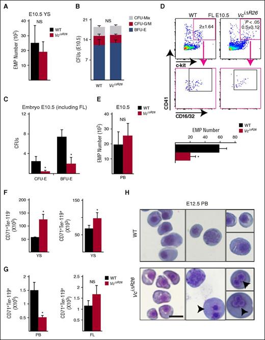 Figure 4. VEGF-C is required for EMP colonization of the liver and primitive erythroblast distribution and maturation in circulation. (A) Quantification of CD41+c-kit+CD16/32+ EMPs in the E10.5 YS (n = 5-7 per group; mean ± SEM; P > .05). (B) Myelo-erythroid colony-forming ability of isolated CD41+c-kit+CD16/32+ EMPs, cultured in M3436 methocult medium in triplicates (n = 3-4 per group; mean ± SEM; P > .05). (C) Total E10.5 embryonic (including FLs) cells were cultured in M3436 methocult medium in duplicates. The colonies were counted at days 3, 10, and 14. The number of BFU-Es and CFU erythroid numbers are shown (n = 5-7 per group; mean ± SEM; *P < .05). (D) Representative flow cytometric analysis of CD41+c-kit+CD16/32+ EMPs in the E10.5 FL. Percentage of CD41+c-kit+ and CD41+c-kit+CD16/32+ cells. Quantification of the numbers of CD41+c-kit+CD16/32+ EMPs in the E10.5 FL (n = 5-10 per group; mean ± SEM; *P < .05). (E) Quantification of the numbers of CD41+c-kit+CD16/32+ EMPs in the E10.5 PB (n = 5-10 per group; mean ± SEM; P < .05). (F) Quantifications of the numbers of CD71+Ter-119− proerythroblasts and CD71+Ter-119+ erythroblasts in YS at E10.5 (n = 6-8 per group; mean ± SEM; *P < .05). (G) Quantification of the number of CD71+Ter-119+ erythroblasts in PB and FL (n = 3-8 per group; mean ± SEM; *P < .05). (H) Representative microscopic images of Wright-Giemsa–stained cytospins from E12.5 WT and VciΔR26 PB. Note multi- or binucleated erythroblasts (arrowheads) could be observed in E12.5 VciΔR26 PB. Bar represents 25 μm.