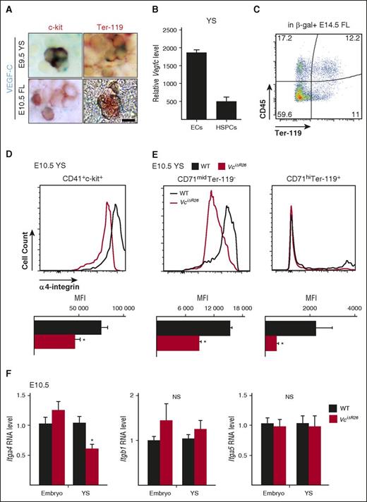 Figure 5. VEGF-C maintains α4-integrin expression in the erythroid lineage. (A) Staining of β-Gal (VEGF-C) expressing c-kit+ and Ter-119+ cells in E9.5 YS or E10.5 FL. Bar represents, 10 μm. (B) Relative Vegfc RNA levels in isolated YS ECs (PECAM-1+CD41−) and isolated YS HSPCs (CD41+c-kit+). (C) Flow cytometry showing β-Gal (VEGF-C) expression in the E14.5 FL from Vegfc+/lacZ mice. Of β-Gal+ total FL cells, ∼11% are erythroid cells (Ter-119+CD45−), ∼11% are Ter-119+CD45+, and 18.2% are nonerythroid hematopoietic cells (Ter-119−CD45+). (D-E) Flow cytometric analysis and quantification of mean fluorescent intensity (MFI) of integrin α4 expression in CD41+c-kit+ HSPCs, CD71midTer-119−, and CD71hiTer-119+ cells in the E10.5 YS. Note that the expression level of α4-integrin in the CD41+c-kit+ HSPCs, CD71midTer-119−, and CD71hiTer-119+ cells is significantly decreased upon Vegfc deletion (n = 3-4 per group; mean ± SEM; *P < .05; **P < .01). (F) qPCR analyses of Itga4, Itgb1, and Itga5 in WT and Vegfc deleted embryos and YS at E10.5. RNA fold changes are shown. Note that Itga4 is significantly decreased in Vegfc deleted YS (n = 5-7 per group; mean ± SEM; *P < .05; **P < .01).