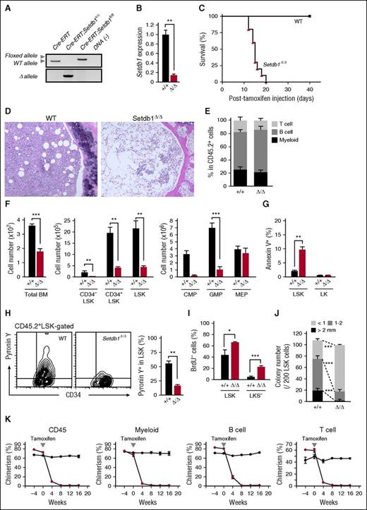 Figure 1. Deletion of Setdb1 leads to rapid depletion of HSPCs in BM. (A) Deletion of Setdb1 in Cre-ERT;Setdb1fl/fl BM Lin-c-Kit+ hematopoietic progenitor cells were confirmed by genomic PCR 2 weeks after the first injection of tamoxifen. “WT,” “floxed,” and “∆” alleles indicate the wild-type Setdb1 allele, floxed Setdb1 allele, and floxed Setdb1 allele after the removal of exons 15 and 16 by Cre recombinase, respectively. (B) RT-PCR of Setdb1 expression in LSK HSPCs 2 weeks after the first injection of tamoxifen. mRNA levels were normalized to Hprt1 expression, and relative expression levels are shown as the mean ± SD of triplicate analyses. (C) Survival curve of recipient mice repopulated with BM cells from Cre-ERT (WT) and Cre-ERT;Setdb1fl/fl (Setdb1Δ/Δ) mice after the initial injection of tamoxifen (n = 10). BM cells from 8-week-old Cre-ERT and Cre-ERT;Setdb1fl/fl mice were transplanted into lethally irradiated recipient mice without competitor cells. At 4 weeks after transplantation, recipient mice were injected with tamoxifen for 5 consecutive days. (D) Representative hematoxylin and eosin staining of BM sections from WT and moribund Setdb1Δ/Δ mice in (C). (E) The proportions of Mac-1+ myeloid, B220+ B, and CD4+ or CD8+ T cells among CD45.2+ donor-derived hematopoietic cells in PB from WT and Setdb1Δ/Δ mice (n = 4) 2 weeks after the first injection of tamoxifen. Data are shown as the mean ± SD. (F) Absolute numbers of total BM cells, CD34−LSK HSCs, CD34+LSK multipotent progenitor cells, common myeloid progenitors, GMPs, and megakaryocyte/erythrocyte progenitors in the unilateral femur and tibia of WT and Setdb1Δ/Δ mice (n = 4) 2 weeks after the first injection of tamoxifen. Data are shown as the mean ± SD. (G) Percentage of Annexin V+ cells in BM LSK and LK cells in WT (n = 4) and Setdb1Δ/Δ mice (n = 6) 9 days after the first injection of tamoxifen. Data are shown as the mean ± SD. (H) Representative flow cytometry profiles of the incorporation of Pyronin Y by BM CD45.2+ LSK cells 2 weeks after the first injection of tamoxifen (left). The percentage of Pyronin Y+ cells in LSK cells in WT and Setdb1Δ/Δ mice (n = 4) are shown as the mean ± SD (right). (I) Cell cycle status of LSK and Lin−c-Kit+ Sca-1− (LKS−) committed progenitor cells evaluated by BrdU short-labeling assays. BrdU was administered 12 and 24 hours before the analysis to mark cells that entered S phase. Data are shown as the mean ± SD (n = 6). (J) Colony-forming assays with LSK cells from WT and Setdb1Δ/Δ mice 2 weeks after the initial injection of tamoxifen. The absolute numbers of colonies with the indicated size per 200 LSK cells are shown as the mean ± SD of triplicate cultures. (K) Competitive reconstitution assays. BM cells from 8-week-old CreERT and CreERT;Setdb1fl/fl mice (2 × 106 cells) were transplanted into lethally irradiated recipient mice with competitor BM cells (1 × 106 cells). At 8 weeks after transplantation, recipient mice were injected with tamoxifen for 5 consecutive days. The chimerism of CD45.2+ donor-derived cells in all CD45+ cells and in myeloid, B, and T cells in the PB of recipient mice is shown as the mean ± SD (n = 5). *P < .05; **P < .01; ***P < .001; ns, not significant.