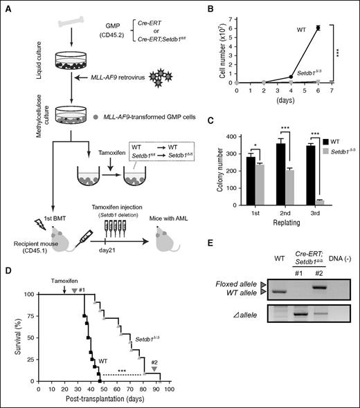 Figure 2. Role of Setdb1 in leukemic stem cells. (A) A schematic diagram of the experimental process. GMPs from CreERT and CreERT;Setdb1fl/fl mice were transduced with MLL-AF9 and cultured in methylcellulose medium. To delete Setdb1 in vitro, MLL-AF9-transformed GMPs were transferred to liquid medium containing 200 nM 4-hydroxy tamoxifen (4-OHT). MLL-AF9-transformed GMPs were also transplanted into lethally irradiated recipient mice, together with WT BM cells for radioprotection. To delete Setdb1 in vivo, tamoxifen was intraperitoneally injected once a day for 5 consecutive days at 21 days after transplantation. (B) Growth of MLL-AF9-transformed GMPs after the deletion of Setdb1. MLL-AF9-transformed GMPs (1 × 104 cells each) were cultured in IMDM with 20% fetal calf serum, SCF, FP6, GM-CSF, and IL-3 (10 ng/mL each). Data are shown as the mean ± SD of triplicate cultures. (C) Replating efficiency of MLL-AF9-transformed GMPs after the deletion of Setdb1. MLL-AF9-transformed GMPs (1500 cells) were serially replated in methylcellulose medium containing 10 ng/mL SCF, 10 ng/mL FP6, 10 ng/mL GM-CSF, 10 ng/mL IL-3, and 100 nM 4-OHT. Data are shown as the mean ± SD of triplicate cultures. (D) Overall survival of mice injected with 4 × 105 WT or Setdb1Δ/Δ MLL-AF9-transformed cells compared by a Kaplan-Meier analysis (WT, n = 10; Setdb1Δ/Δ n = 9). (E) The efficiency of the deletion of Setdb1 in MLL-AF9-transformed GMPs was monitored. Genomic PCR data of leukemic cells immediately after the injection of tamoxifen and from moribund mice (#1 and #2, respectively, indicated in panel D). *P < .05; **P < .01; ***P < .001.