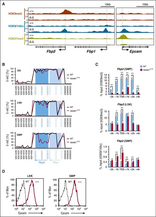 Figure 4. Derepression of gluconeogenic genes and Epcam in Setdb1-deficient HSPCs. (A) Visualization of ChIP-sequence data of the levels of H3K9me3, H3K9/14ac, and H3K27me3 at the Fbp2, Fbp1, and Epcam gene loci in WT and Setdb1Δ/Δ GMPs, using the Integrative Genomics Viewer. Schematic diagrams of these gene loci indicate their genomic structures. Exons and untranslated regions are demarcated by large and small black boxes, respectively. (B) DNA methylation status at the Fbp2 and Fbp1 gene loci detected by RRBS in WT and Setdb1Δ/Δ ESCs and LSK cells and GMPs from WT and Setdb1Δ/Δ mice. The proportions of methylated cytosine are depicted. (C) Manual ChIP assays for H3K9me3 and H3K9/14Ac at the Fbp2 loci using anti-H3K9me3 and H3K9/14Ac antibodies. The relative amounts of immunoprecipitated DNA are depicted as a percentage of input DNA. Data are shown as the mean ± SD (n = 3). (D) Flow cytometric profiles of BM Setdb1Δ/Δ LSK cells and GMPs 2 weeks after the first injection of tamoxifen for Epcam expression.