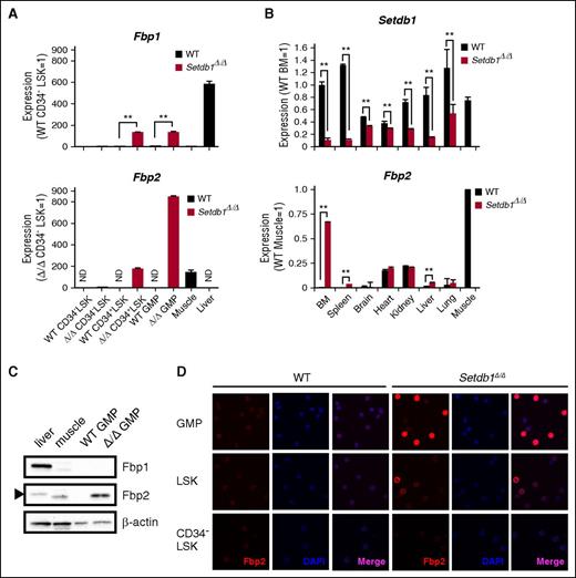 Figure 5. Ectopic activation of Fbp2 in Setdb1-deficient HSPCs. (A) RT-PCR of Fbp1 and Fbp2 expression in the indicated cells from WT mice. mRNA levels were normalized to Hprt1 expression, and relative expression levels are shown as the mean ± SD of triplicate analyses. ND, not detected. **P < .01. (B) RT-PCR of Setdb1 and Fbp2 expression in the indicated organs from WT and Setdb1Δ/Δ mice 7 days after the first injection of tamoxifen. mRNA levels were normalized to Hprt1 expression, and relative expression levels are shown as the mean ± SD of triplicate analyses. **P < .01. (C) A western blot analysis of Fbp1 and Fbp2 protein expression in GMPs from WT and Setdb1Δ/Δ mice 2 weeks after the first injection of tamoxifen. Liver and muscle were used as references, and β-actin was probed as a loading control. The arrowhead indicates a cross-reactive Fbp1 signal in lane 1. (D) Immunostaining of Fbp2 in CD34−LSK HSCs, LSK HSPCs, and GMPs from WT and Setdb1Δ/Δ mice 2 weeks after the first injection of tamoxifen. Cells were counterstained with DAPI. Representative images are depicted.