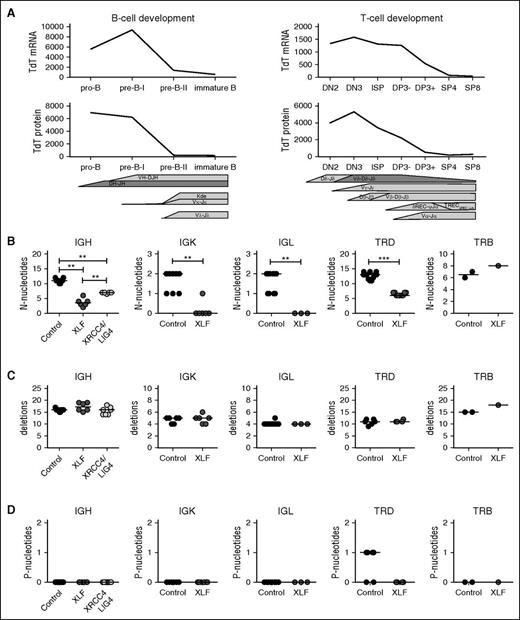 Figure 2. TdT expression levels and junction characteristics of productive Ig and TR rearrangements. (A) Expression of TdT is higher during the early Ig rearrangements and TR rearrangements, measured at RNA level by microarray (gene expression)35,36 and at the protein level by flow cytometry. (B) Median number of N-nucleotides, (C) deletions, and (D) P-nucleotides in productive unique IgH, IgK, IgL, TRD, and TRB rearrangements in healthy controls and XRCC4/LIG4- and XLF-deficient patients. The numbers of productive unique rearrangements used to calculate the median are listed in supplemental Table 1. *P ≤ .05; **P ≤ .01; ***P ≤ .001 by 2-tailed Mann-Whitney U test.