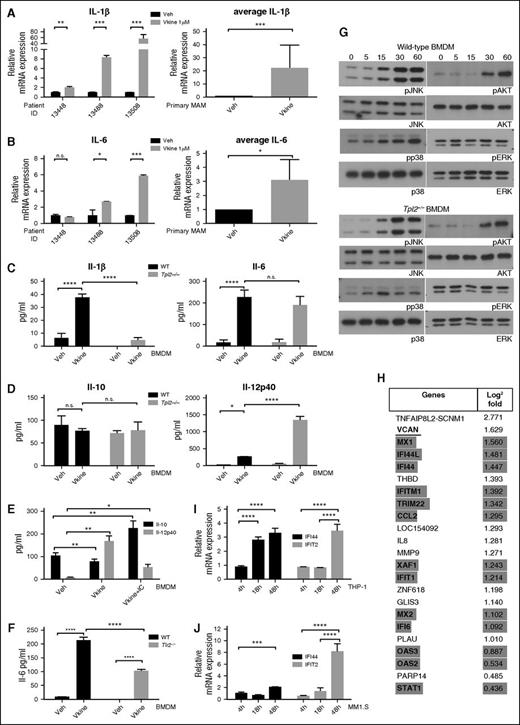 Figure 1. Versikine, a novel DAMP with immunoregulatory roles in the myeloma microenvironment. (A-B) Freshly explanted MAM from the human myeloma marrow cases indicated were exposed to 1 μM versikine (Vkine) for 12 hours. Relative expression of IL-1β and IL-6 transcripts is shown. Black bars, vehicle; gray bars, versikine-treated; NS, not significant; veh, vehicle. (C-D) Wild-type (WT) and Tpl2−/− BMDMs were treated with 1 μM versikine, and cytokine concentrations were measured in the culture supernatant at 12 hours postexposure. (C) Il-1β (left), Il-6 (right); before Il-1β assay, cells were treated with 5 mM ATP for 20 minutes. (D) Il-10 (left); Il-12p40 (right). (E) Versikine modulates macrophage polarization. BMDMs were exposed to vehicle, versikine alone, or versikine + OVA/anti-OVA immune complexes (IC), as previously described.17 Versikine exposure resulted in M1-like phenotype (Il-12hi, Il-10lo) in the absence of concurrent Fcγ ligation. Versikine + IC promoted macrophage polarization toward an M2b-like, immunoregulatory phenotype (Il-12lo, Il-10hi). (F) WT and Tlr2−/− BMDM were stimulated by versikine for 12 hours and Il-6 protein was measured in the supernatant. (G) Signaling mediators induced by versikine stimulation of WT and Tpl2−/− BMDMs. BMDMs were collected following stimulation with versikine at designed time-points (each number reflects minutes) and subjected to immunoblot analysis with the antibodies shown. (H) RNA-seq analysis of MM1.S myeloma cells exposed to versikine-transduced macrophages for 48 hours. Only 23 genes were differentially expressed and all were upregulated. Thirteen of 23 upregulated genes were ISGs (highlighted in gray). VCAN gene transcription changes are underlined. (I-J) Myeloma cell-macrophage cocultures were exposed to 0.5 μM purified versikine for 4, 18, or 48 hours. Representative ISG transcription is shown for THP-1 (I) and MM1.S cells (J). Relative mRNA transcription is normalized to vehicle-only control at each time point. *P < .05, **P < .01, ***P < .001, ****P < .0001.