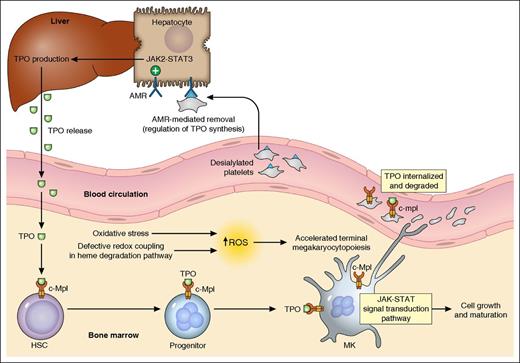 Thrombopoiesis regulation. A simplified summary of the major mechanisms in thrombopoiesis regulation based on the currently available evidence is illustrated. TPO, produced primarily in the liver and released into blood, binds to its receptor c-Mpl (MPL protein, TPO-R) expressed on hematopoietic cells, activates JAK/STAT pathways, and stimulates MK growth/maturation. In the presence of oxidative stress, the defective redox coupling in heme degradation pathway results in increased accumulation of ROS, which leads to accelerated terminal megakaryocytopoiesis and possibly enhanced proplatelet formation. Platelets in circulation, also with c-Mpl expression on the cell surface, can bind to and internalize TPO. The desialylated platelets (eg, from senescence or cold storage) can be removed through the AMR-mediated pathway. The hepatocyte AMRs, upon binding to desialylated platelets, activate downstream JAK2-STAT3 pathways, leading to elevated THPO messenger RNA expression and translation. TPO is then released to stimulate thrombopoiesis. HSC, hematopoietic stem cells. Professional illustration by Patrick Lane, ScEYEnce Studios.