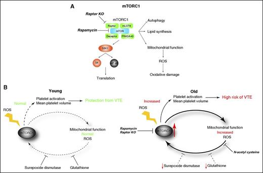 Diagrammatic representation of downstream signaling driven by the mTORC1. (A) Targeting mTOR with rapamycin or knockout of raptor prevents activation of mTORC1, and therefore prevents increased mitochondrial function and reactive oxygen species production. (B) Model of mTORC1 activation. In the young, cellular redox is maintained by adequate production of the antioxidants superoxide dismutase and glutathione, and competent mitochondrial function prevents venous thromboembolism (left). During aging, the levels of superoxide dismutase and glutathione decrease, and mitochondrial function deteriorates, resulting in the accumulation of reactive oxygen species. Hyperactivation of mTORC1 by reactive oxygen species results in further oxidative stress and a vicious cycle of oxidant production. Targeting mTORC1 function or antioxidant therapy contributes to reduced risk of venous thrombosis. KO, knockout; ROS, reactive oxygen species.