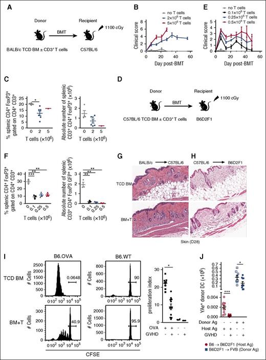 Figure 1. Chronic GVHD is associated with reduced Treg cell numbers and immune suppression. (A) Lethally irradiated C57BL/6 mice were transplanted with 10 × 106 TCD BM cells and no T cells or 2 × 106 or 5 × 106 CD3+ T cells from BALB/c donors (n = 4-12, 2 experiments). (B) Clinical scores of the recipients. (C) Frequency and number of splenic CD3+CD4+FoxP3+ were analyzed at day 28 (n = 1-6, 1 experiment). (D) Lethally irradiated B6D2F1 mice received BMT with 5 × 106 TCD BM cells and no T cells or 0.1, 0.25, or 0.5 × 106 CD3+ T cells from C57BL/6 donors (n = 8, 2 experiments). (E) Clinical scores of the recipients. (F) Frequency and number of splenic CD3+CD4+FoxP3+ were analyzed at day 28 (n = 3, 1 experiment). Representative images of H&E staining of skin taken at day 28 after BMT of the recipients from the BMT described in (G) A (T-cell dose: 3 × 106) and (H) D (T-cell dose: 0.5 × 106). (I) Lethally irradiated B6D2F1 recipients were transplanted with 5 × 106 TCD BM cells from WT.B6 or B6.CD11c.OVA donor mice with or without 0.5 × 106 CD3+ T cells from C57BL/6 donor mice. At day 28 after BMT, CFSE-labeled and -sorted OT-II Tg T cells (2 × 106 cells) were injected in intravenous CFSE dilution and analyzed 3 days later in spleen. The index of proliferation is represented (n = 5-11) from 2 experiments. A 1-way analysis of variance was performed to compare mean proliferative indexes between groups. (J) Lethally irradiated B6D2F1 or FVB/N recipients were transplanted with 5 × 106 TCD BM cells from B6 or B6D2F1, respectively, with or without supplementation with CD3+ T cells from the same donor. Splenic donor cDC reactivity with YAe antibody was assessed by flow cytometry on day 28 after BMT. t test with Welch’s correction was performed for each system. *P < .05; **P < .01; ***P < .001; ****P < .0001 (GraphPad Prism 6.01).