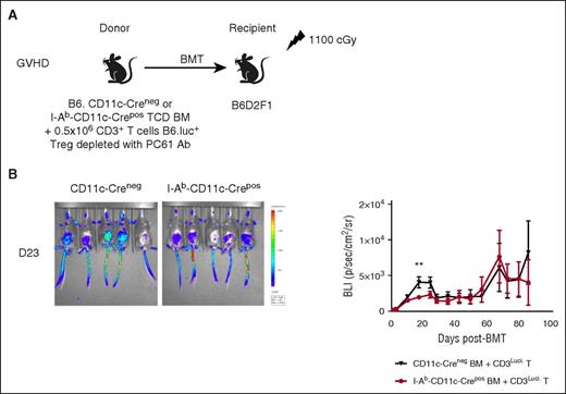 Figure 4. MHC class II antigen presentation by donor cDCs is not critical for Teff function in cGVHD. (A) Lethally irradiated B6D2F1 recipients were transplanted with 5 × 106 TCD BM cells from CD11c Creneg or I-Ab CD11c Crepos donor mice with 0.5 × 106 CD3+ T cells from B6.luc+ mice previously depleted in Tregs with the administration of the antibody PC61. (B) Representative images of the B6.luc+ CD3+ T cells are represented in the whole mice at day 23 after BMT. The BLI (ph s−1 cm−2 sr−1) is represented and followed over time every week after BMT (n = 14-15, 3 experiments).