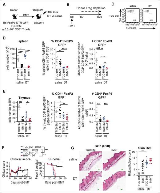 Figure 5. Donor Tregs prevent the generation of scleroderma. (A) Lethally irradiated B6D2F1 recipients were transplanted with 5 × 106 TCD BM cells with (BM+T) or without (TCD BM) 0.5 × 106 CD3+ T cells from B6.FoxP3-DTR-GFP donor mice. (B) After transplantation, the mice were injected intraperitoneally twice a week with saline or DT from day 7 for a period of 6 weeks. (C) Representative dot plots of CD4+FoxP3 GFP+ cells gated on CD3+CD4+ T cells in spleen after saline or DT treatment at day 28. The splenic cell number and the frequency and number of CD4+FoxP3 GFP+ cells within CD3+CD4+ T cells were analyzed in (D) spleen and (E) thymus at day 28 after BMT (n = 6-9). (F) Clinical scores and survival of the recipients from the BMT as described in A (**P < .01: BM+T-saline vs BM+T-cells-DT, ***P < .001: TCD BM-saline vs TCD BM-DT, 2 experiments). (G) Representative images of H&E staining of skin samples were taken at day 28 after BMT and quantified for GVHD histopathology (n = 6-9, 2 experiments).