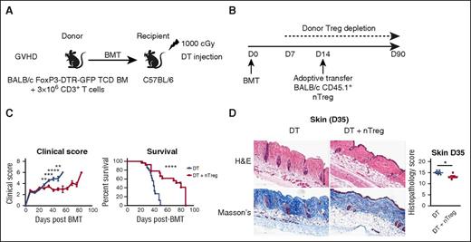 Figure 6. Adoptive transfer of natural Tregs attenuates cGVHD. (A) Lethally irradiated C57BL/6 recipients were transplanted with 10 × 106 TCD BM cells with 3 × 106 CD3+ T cells from BALB/c.FoxP3-DTR-GFP donor mice. (B) After transplantation, the mice were injected intraperitoneally twice a week with DT from day 7. At day 14 after BMT, freshly sorted nTregs (CD4+CD25+) from BALB/c.CD45.1+ mice were adoptively transferred or not in the recipients. (C) Clinical scores and survival of the recipients (n = 16-34, 6 experiments). (D) Representative images of H&E and Masson’s trichrome staining of skin samples collected at day 35 after BMT. GVHD histopathology was quantified in the skin (n = 5, 1 experiment).
