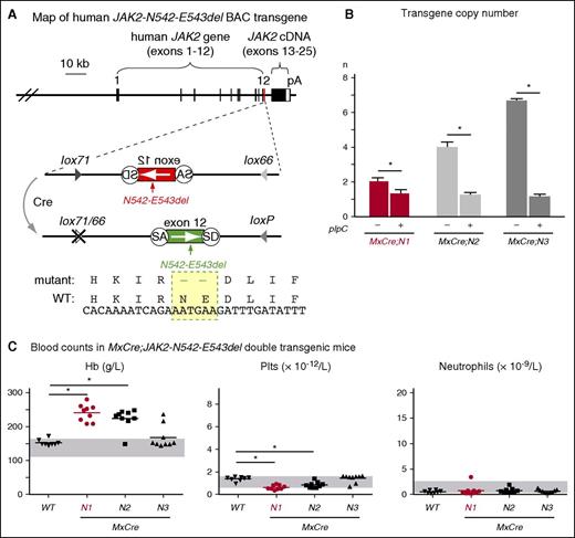Figure 1. Generation and characterization of JAK2-Ex12 transgenic lines. (A) Map of the human JAK2 BAC carrying the N542-E543del mutation in exon 12 (shown in red). The mutated region is shown enlarged below. In the presence of Cre recombinase, the mutated exon 12 is flipped from the inverse orientation (red) to the correct orientation (green). Recombination generates 1 WT loxP and 1 double-mutant lox66/77 site, which is no longer substrate for Cre recombinase. The DNA and amino acid sequences of the mutant (N542-E543del) and WT JAK2 are shown at the bottom. (B) Transgene copy number in 3 transgenic lines, named N1, N2, and N3. These mice were crossed with the IFN-inducible MxCre strain and analyzed for transgene copy number (n) by RT-PCR before and 24 weeks after induction with pIpC. The average values obtained from 3 mice per group are shown with error bars indicating ± SEM. (C) Peripheral blood parameters in MxCre;N1, MxCre;N2, and MxCre;N3 double transgenic mice. Blood counts were determined 16 weeks after 1× pIpC injection. Horizontal lines represent the average values. The group sizes were: n = 9 per double transgenic strain and n = 8 for the WT controls. One-way ANOVA with subsequent Bonferroni post-test was used. *P < .05. cDNA, complementary DNA; IFN, interferon; Hb, hemoglobin; pA, polyadenylation signal from SV40; Plt, platelet; SA, splice acceptor; SD, splice donor.
