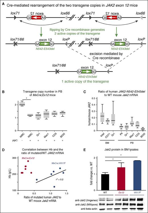 Figure 2. Analysis of JAK2-Ex12 transgene copy number and transgene expression. (A) Schematic drawing of Cre-mediated rearrangements of the JAK2-Ex12 transgene. The region of the transgene containing the mutated JAK2 exon 12 is shown enlarged and the DNA connecting the 2 copies of the transgene was omitted (inclined double lines connected by dashed line). The head-to-tail orientation of the 2 copies of the transgene was confirmed by PCR with primers flanking the ends of the construct. The inactive transgene configuration (top); Cre recombination of adjacent loxP sites (middle) leads to reversal of the orientation and activation of 2 copies of the transgene (N542-E543del); and Cre recombination of distant loxP sites that are in parallel orientation results in the excision of 1 copy of the transgene (bottom). (B) The Ex12 transgene copy number was determined by quantitative PCR in white blood cells (WBCs), and in sorted Gr1+, Mac1+, CD3+, and B220+ cells from peripheral blood (PB) of MxCre;Ex12 mice 24 weeks after pIpC injection (n = 6 mice per group). (C) Ratio of human JAK2-N542-E543del to mouse Jak2 mRNA expression determined by RT-PCR in BM and peripheral blood. Results from total BM cells or sorted erythroid (CD71+) and myeloid (Gr1+) cells, as well as platelets, granulocytes (Gr1+), monocytes (Mac1+), T cells (CD3+), and B cells (B220+) from peripheral blood of MxCre;Ex12 mice 24 weeks after pIpC induction are shown. Boxes represent the interquartile range that contains 50% of the values and the whiskers indicating the range containing 95% of the values. Horizontal lines indicate the mean values (n = 6 mice per group). (D) Correlation of hemoglobin levels with the ratio between human mutated JAK2/mouse wild-type (WT) Jak2 mRNA expression in BM of MxCre;Ex12 (red dots, n = 7) and MxCre;V617F mice (blue dots, n = 6), 24 weeks after pIpC induction. (E) Immunoblot analysis of Jak2 protein expression in BM cell lysates. The upper panel shows the quantification of western blots probed with an antibody that preferentially recognizes human Jak2 protein (Imgenex). The intensities of the bands in the lower panel were quantified and differences in loading were normalized using β-actin antibodies. The values are shown as the fold change of Jak2 in WT mice. For comparison, the blot was reprobed with a Jak2 antibody (Millipore) that does not discriminate between human and mouse Jak2 proteins. WT (black), MxCre;Ex12 (red), and MxCre;V617F (blue) mice (n = 2 per group). One-way ANOVA with subsequent Bonferroni post-test was used. *P < .05.