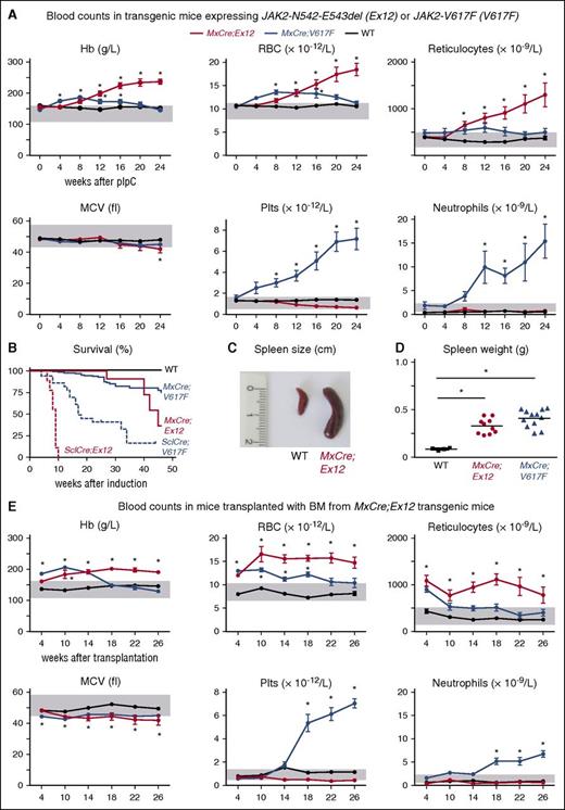 Figure 3. Phenotypes of mice expressing the JAK2-Ex12 transgene. MxCre;Ex12 double transgenic mice were compared with MxCre;V617F mice (ie, mice expressing the JAK2-V617F transgene) and WT control mice. (A) Time course of blood counts (average ± SEM) before pIpC injection (0) and every 4 weeks after pIpC injection is shown. The group sizes were: MxCre;Ex12 (n = 15), MxCre;V617F (n = 10), and WT (n = 13). (B) Survival of mice is shown. (C) Picture of a spleen from a MxCre;Ex12 and a WT mouse 24 weeks after pIpC. (D) Spleen weight of MxCre;Ex12 (n = 10), MxCre;V617F (n = 12), and WT mice (n = 4) 24 weeks after pIpC. (E) Time course of blood counts in C57BL/6 lethally irradiated recipient mice transplanted with BM cells from MxCre;Ex12, MxCre;V617F, or WT donor mice (n = 8 mice per group). One-way ANOVA with subsequent Bonferroni post-test was used. *P < .05. MCV, mean corpuscular volume; RBC, red blood cell.