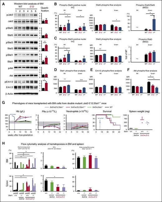 Figure 6. Analysis of Jak-Stat signaling in BM and spleen of JAK2-Ex12 transgenic mice. (A) Western blot analysis of indicated total and phospho proteins in BM lysates from WT and MxCre;Ex12 mice. Bar graphs represent the average ratio of phospho and total proteins for signal intensity of respective proteins (n = 3 per each genotype). (B) Phosphorylation levels of Stat5 protein at Tyr705 detected in nuclei of BM cells (sternum) and spleen cells by immunohistochemistry (IHC) staining. The histograms show the percentages of nuclei positive for phospho-Stat5 counted using the Aperio ImageScope image analysis software (left). The group sizes were: n = 10 for WT and MxCre;Ex12 mice, and n = 6 for MxCre;V617F mice. The values represent the mean ± standard deviation. Intracellular phospho-flow analysis of phospho-Stat5 levels in BM and spleen from indicated mice (middle) (n = 6 per genotype). Relative levels of phospho-Stat5 protein measured in spleen cell lysates using the MSD (right). (C) Phosphorylation levels of Stat3 protein at Tyr705 detected in nuclei of BM cells (sternum) and spleen cells by immunohistochemistry staining. The histograms show the percentages of nuclei positive for phospho-Stat3 (left). The group sizes were: n = 10 for WT and MxCre;Ex12 mice, and n = 6 for MxCre;V617F mice. Intracellular phospho-flow analysis of phospho-Stat3 levels in BM and spleen from indicated mice (middle). Relative levels of phospho-Stat3 protein measured in spleen cell lysates using the MSD technology (right). The values represent mean ± SEM (n = 3 per group). Intracellular phospho-flow analysis of (D) phospho-Stat1, (E) phospho-Erk1/2, and (F) phospho-Akt1 levels in BM and spleen from indicated mice. Values on Y-axis indicate the MFI of indicated proteins (n = 6 mice per genotype). One-way ANOVA with subsequent Bonferroni post-test was used. *P < .05; **P < .01; ***P < .001. (G) Blood counts, survival, and spleen weight of lethally irradiated recipient mice (n = 4 per group) transplanted with 1 × 106 BM cells from non-induced donor mice with the indicated genotypes. Tamoxifen was injected 6 weeks after transplantation, as indicated by the blue arrows. (H) Analysis of BM (top) and spleen (bottom) cells of transplanted mice euthanized 24 weeks after transplantation. MFI, mean fluorescence intensity.
