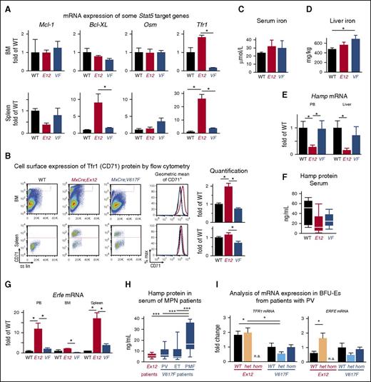 Figure 7. Altered expression of erythropoietic and iron metabolism regulators in JAK2-Ex12 transgenic mice and erythroid precursors from PV patients with JAK2-Ex12 mutation. (A) Expression of mRNA for Mcl-1, Bcl-XL, Osm, and Tfr1 were determined by RT-PCR in MxCre;Ex12 mice, MxCre;V617F mice, or WT controls (n = 3 per group). One-way ANOVA with subsequent Bonferroni post-test was used. *P < .05. Mice were euthanized 12 weeks after pIpC injection. (B) Cell surface expression of Tfr1 (CD71) protein determined by flow cytometry. Representative flow cytometry plots of 1 mouse for each of the 3 genotypes (left). The geometric means of fluorescent intensities for CD71 are shown for the 3 genotypes (red, Ex12; blue, V617F; and black, WT) (middle). The quantification of the Tfr1 (CD71) cell surface expression from groups of 3 mice per genotype (right). Data are from 2 independent experiments. The mean of the CD71 fluorescent intensities ± SEM are shown as fold changes of the value found in WT mice. E12, MxCre;Ex12 and VF, MxCre;V617F. (C) Serum iron levels. (D) Liver iron levels (n = 6 mice per genotype). (E) Expression of mRNA for hepcidin (Hamp) determined by RT-PCR (n = 3 per group). (F) Hepcidin protein concentration (ng/mL) in the serum measured by ELISA (n = 3 per group). (G) Expression of mRNA for Erfe were determined by RT-PCR (n = 3 per group). (H) Hepcidin protein concentration in the serum of PV patients with JAK2 exon 12 mutations (n = 6) and in MPN patients with the JAK2-V617F mutation (PV, n = 10; ET, n = 12; and PMF, n = 10 patients per group). (I) Analysis of mRNA expression in BFU-E colonies from patients with PV. Peripheral blood mononuclear cells from 3 patients with JAK2 exon 12 mutations and 2 patients with JAK2-V617F were grown in methylcellulose, and single BFU-E colonies were picked and genotyped for JAK2 exon 12 mutations (red) or JAK2-V617F (blue), respectively. The mRNA from each colony was individually analyzed for TFR1 and ERFE expression by RT-PCR and the mean ± SEM values for all JAK2 (WT), heterozygous (het), and homozygous (hom) JAK2 mutant colonies are shown as the fold changes of the values obtained in WT colonies from the JAK2-V617F positive patients. The patients with JAK2 exon 12 mutations were only heterozygous, and homozygous colonies were not available. One-way ANOVA with subsequent Bonferroni post-test was used. *P < .05; ***P < .001. n.a., not available.