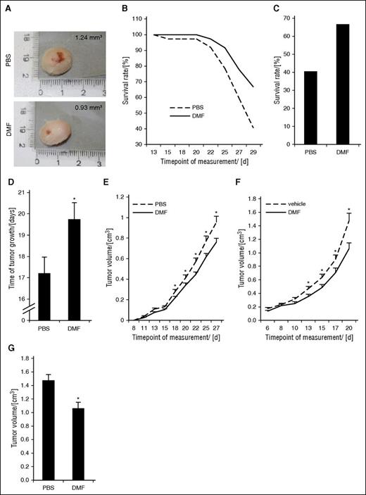 Figure 3. DMF treatment inhibits CTCL cell and tumor growth in subcutaneous and orthotopic xenograft mouse models. NSG mice were xenografted with HH cells intradermally and treated once daily with either 30 mg/kg bodyweight of DMF or PBS by IP injection. (n = 37 each). In the subcutaneous model, the NSG mice were xenografted with HH cells subcutaneously and treated once daily with either 20 mg/kg bodyweight of DMF or PBS orally by gavage (n = 20 each). (A) Macroscopic pictures of a representative primary HH tumor of the respective mouse from either a PBS-treated (upper) or a DMF-treated (lower) animal in the intradermal model. (B) Survival curves of NSG mice. Decrease in survival is either caused by spontaneous death or by reaching critical tumor size of 1.5 cm at the largest diameter. (C) Percent survival rate of orthotopically xenografted mice treated with PBS or DMF at day 29, the end of the treatment phase. (D) Median time of tumor growth in PBS- and DMF-treated intradermal CTCL xenograft mice from first detection of a tumor to either death or the end of the experiment. (E) Median tumor volume of PBS- and DMF-treated intradermal CTCL xenograft mice over time. (F) Median tumor volume of subcutaneous HH xenografts of mice treated with either 20 mg/kg bodyweight DMF or PBS by oral gavage (n = 20, each) over time. (G) Median tumor volume in PBS- and DMF-treated subcutaneous CTCL xenografts at day 20. *P < .05.
