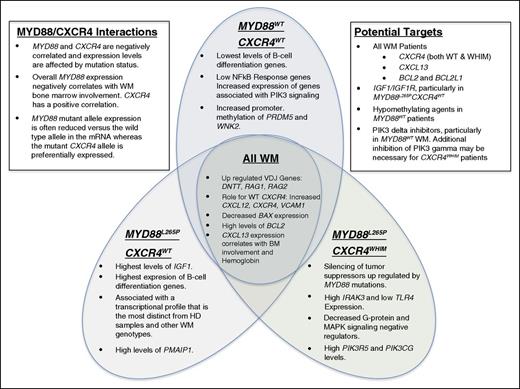Figure 6. Summary of key findings by MYD88 and CXCR4 mutation status. Key findings from the transcriptome analysis for all WM samples as well as findings specific to MYD88L265PCXCR4WT, MYD88L265PCXCR4WHIM, and MYD88L265PCXCR4WT WM patients. Additional notes on potential therapeutic targets and findings regarding MYD88 and CXCR4 interactions are also listed.