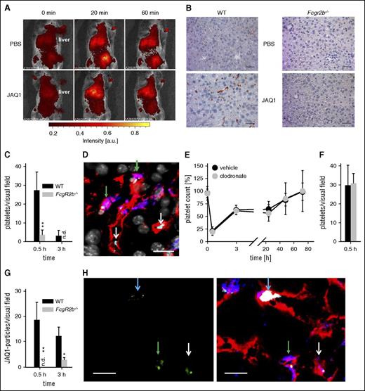 Figure 2. JAQ1-opsonized platelets are “trapped” primarily in the liver of WT, but not FcγRIIB-deficient mice. (A) Sequestration of fluorescently labeled platelets was monitored in anesthetized mice upon injection of JAQ1 or vehicle using an in vivo imaging system. (B) Sections of snap-frozen liver samples of WT mice and mice lacking FcγRIIB (Fcgr2b−/−) were probed with horseradish peroxidase–conjugated anti-GPIb antibodies. Detection was performed using 3-Amino-9-ethylcarbazole. (C-H) For confocal microscopy, liver sections of WT mice treated with DyLight488-conjugated JAQ1 (green) 30 min before organ extraction were stained for platelets (anti-GPIX, light blue), Kupffer cells (F4/80, blue), and endothelium (anti-CD105, red), and counterstained by 4′,6-diamidino-2-phenylindole (gray). (C) Platelets per visual field (388 × 388 µm) were quantified in liver sections of WT and FcgR2b−/− mice (4-5 sections per animal, n ≥ 3; n.d., not detectable). (D) Platelets (light blue) can be detected in close proximity to the endothelium (white arrows) or Kupffer cells (green arrows). Scale bar, 20 µm. (E) Platelet counts of mice treated with clodronate liposomes (clodronate) or PBS liposomes (vehicle) 48 h before the experiment were monitored upon injection of the anti-GPVI antibody JAQ1biotin by flow cytometry. (F) Platelets per visual field were quantified in liver sections of clodronate and vehicle liposome-treated mice (4-5 sections per animal, n = 3). (G) JAQ1Dy488-clusters per visual field (388 × 388 µm) were quantified in liver sections of WT and FcgR2b−/− mice (4-5 sections per animal, n ≥ 3; n.d., not detectable). (H) JAQ1Dy488 (green, left panel = isolated channel, right panel = merge) can be detected in WT liver sections attached to some platelets (light blue arrow), engulfed by Kupffer cells (green arrows) or endothelial cells (white arrows). Scale bar, 10 µm.