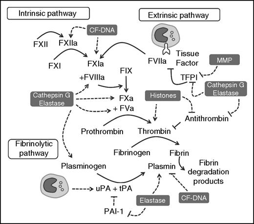 Figure 1. Leukocyte-released enzymes and DAMPs interact with components of the coagulation cascade. CF-DNA, histones, MMP, cathepsin G, and/or elastase modulate the traditional coagulation cascade by facilitating the activation of zymogen coagulation and fibrinolytic factors, and inhibiting the activity of endogenous anticoagulants. TF expressed by circulating leukocytes can activate coagulation through the extrinsic pathway, whereas monocyte-derived uPA can modulate fibrinolysis. CF-DNA, cell-free DNA; MMP, matrix metalloproteinase; PAI, plasminogen activator inhibitor; uPA, urokinase-type plasminogen activator.