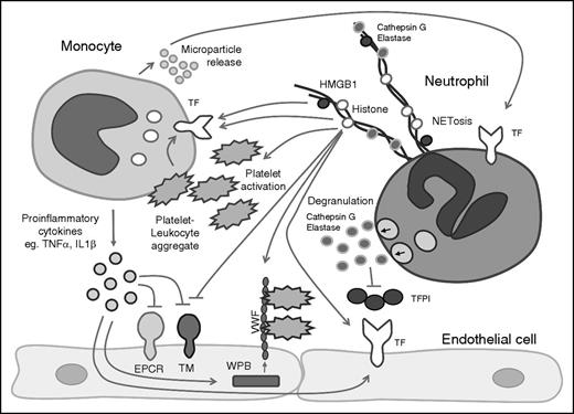 Figure 2. Leukocyte-released enzymes, DAMPs, and cytokines regulate the hemostatic activity of endothelial cells and platelets. Mediators released by activated leukocytes can influence the hemostatic activity of the endothelium and platelet activation. WPB, Weibel-Palade body.