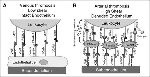 Figure 3. Recruitment of leukocytes to the growing thrombus. Leukocyte recruitment to the thrombus is influenced by the condition of the endothelium and the shear rate in the vessel. (A) Under low shear with intact endothelium, leukocytes are able to bind adhesive molecules on the endothelial surface such as VWF, selectin family members, and cell adhesion molecules to leukocyte-expressed PSGL-1 or integrin receptors. (B) In arterial thrombosis, leukocyte recruitment to the thrombus is influenced by platelet binding, where glycoprotein receptors/β1 and β3 integrins on activated platelets bind to subendothelial adhesion molecules such as VWF, collagen, laminin, and fibronectin. Leukocytes bind to adhered platelets in a PSGL-1/P-selectin–dependent manner and are further stabilized by additional ligand-receptor interactions. EMMPRIN, extracellular matrix metalloproteinase inducer; JAM-3, junctional adhesion molecule; LFA-1, lymphocyte function-associated antigen 1.