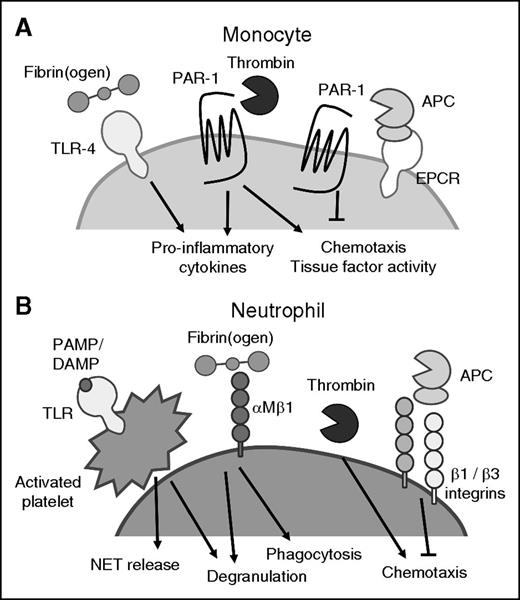 Figure 4. Coagulation factors can activate leukocytes. (A) Thrombin and APC cleave PAR-1 expressed on monocytes, and regulate monocyte proinflammatory and procoagulant properties. (B) Coagulation factors and activated platelets interact with neutrophils to regulate neutrophil degranulation, NET release, and phagocytic and chemotactic activities. APC, activated protein C; PAMP, pathogen-associated molecular pattern.