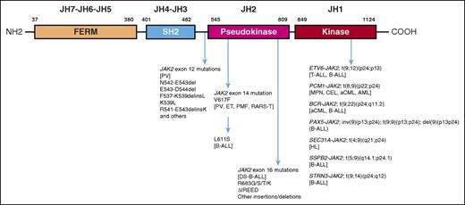 Domain structure of JAK2 with an outline of associated mutations. AML, acute myeloid leukemia; CEL, chronic eosinophilic leukemia; DS-B-ALL, Down syndrome–associated B-ALL; ET, essential thrombocythemia; HL, Hodgkin lymphoma; MPN, myeloproliferative neoplasm; PMF, primary myelofibrosis; RARS-T, refractory anemia with ring sideroblasts and thrombocytosis.
