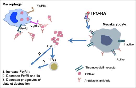 TPO-RA in ITP. ITP monocyte/macrophages have an activated monocyte FcγR phenotype as indicated by decreased FcγRIIb expression paralleled with remarkably increased FcγRI and FcγRIIa expression. Opsonization of platelets by antiplatelet autoantibodies in ITP results in increased platelet destruction via FcγR-mediated phagocytosis by monocyte/macrophages. In addition to their direct effect on activating TPO-Rs on megakaryocytes that result in platelet production, TPO-RAs restore FcγR balance on monocytes/macrophages and downregulate the phagocytic capacity of macrophages, thus attenuating platelet destruction. The mechanism of action of how this occurs remains to be discovered. It may be that the increase in platelet mass following TPO-RA treatment results in elevated levels of circulating transforming growth factor-β1 (TGFβ1) which, directly or indirectly through increasing Treg activity, restores FcγR balance and inhibits macrophage phagocytic activity.