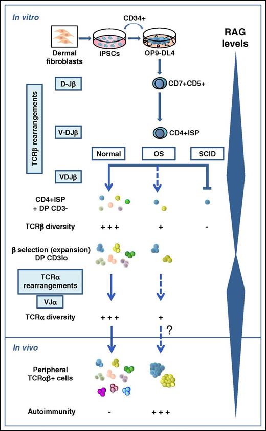 Modeling altered T-cell development of SCID and OS patients with dermal fibroblast-derived iPSCs.