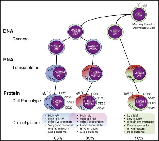 Genomic subclassification of WM. It is not clear whether a memory B cell or an activated B cell is the initiating tumor cell in WM, but we do know that it is a post–germinal center cell that has acquired a VDJH rearrangement and that expresses surface immunoglobulin M (IgM). This cell usually acquires an MYD88 L265P mutation and may subsequently acquire a CXCR4 WHIM mutation. This is the source of 3 possible genotypes: MYD88WT, MYD88L265PCXCR4WT, and MYD88L265PCXCR4WHIM. Although CXCR4 is overexpressed in all cases, the 3 genotypes correspond to 3 different transcriptome profiles (TLR7 overexpression profile, TLR4 overexpression profile, and NF-κB underexpression profile, among others). These 3 genomic and transcriptomic profiles are associated with similar phenotypic cellular and clinical profiles, although they do exhibit important differences, especially from the clinical point of view. SHM, somatic hypermutation; TLR4, Toll-like receptor 4; WT, wild-type.