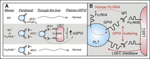 Role of FcγRIIB in regulating antibody-induced ectodomain shedding of platelet GPVI. (A) New studies (Stegner et al) have now shown that depletion of platelet surface GPVI by the anti-GPVI antibody JAQ1 depends on expression of an inhibitory Fc receptor, FcγRIIB, expressed on LSEC. WT mice or mice deficient in the activating Fc receptor, FcγRIIA (FcγRIIA−/−), treated with JAQ1 showed entrapment of platelets in the liver and increased GPVI shedding as demonstrated by elevated levels of sGPVI in plasma. In contrast, WT mice treated with JAQ1 F(ab′)2 fragments or mice deficient in FcγRIIB (FcγRIIB−/−) did not show these effects. (B) Human, but not mouse, platelets express FcγRIIA providing a potential pathway for antibody-induced GPVI shedding in peripheral blood (dashed line), whereas potential mechanisms for antibody-induced GPVI shedding in mice mediated by FcγRIIB in the liver might involve FcγRIIB/IgG-dependent clustering of GPVI and involvement of a sheddase derived from LSEC. LSEC, liver sinusoidal endothelial cells; PLT, platelet; WT, wild-type.
