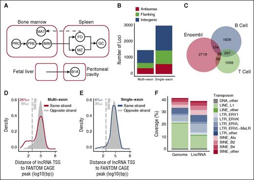 Figure 1. Identification of lncRNAs expressed in B cells. (A) Schematic representation of the ontogenetic relationships between B-cell populations used to generate the lncRNA catalog. Solid arrows indicate developmental progression through B-cell stages or activation (to GC B cells). Dashed line indicates recirculation of follicular B cells back to the bone marrow. B1A, B1a B cells; FO, follicular B cells; GC, germinal center B cells; IMM, immature B cells; MAT, mature B cells; MZ, marginal zone B cells; PRE, pre-B cells ; PRO, pro-B cells. (B) Genomic distribution of the 1491 multiexon and 3025 single-exon lncRNAs identified by this study. Positions are described relative to Ensembl v72 protein-coding gene annotations as antisense (overlapping a coding gene on antisense strand), flanking (<5 kb from coding gene), and intergenic (>5 kb from coding gene). (C) Overlap between the 2349 intergenic lncRNAs identified by this study (B cell), with those identified in T lineage cells18 (T cell), and those annotated in Ensembl v78. Kernel density plots representing the distribution of distance between each multiexon (D) and single-exon (E) intergenic lncRNA TSS and the nearest annotated TSS on the same strand that appeared in 2 or more of the 128 mouse cell lines considered by the FANTOM5 consortium. CAGE, cap analysis of gene expression. Shaded regions indicate a null distribution as measured by distance to the nearest FANTOM5 annotated TSS on the opposing strand. Vertical gray dashed line indicates a distance of 500 bp. (F) Coverage of the genome and of lncRNA exons by the indicated transposon elements.